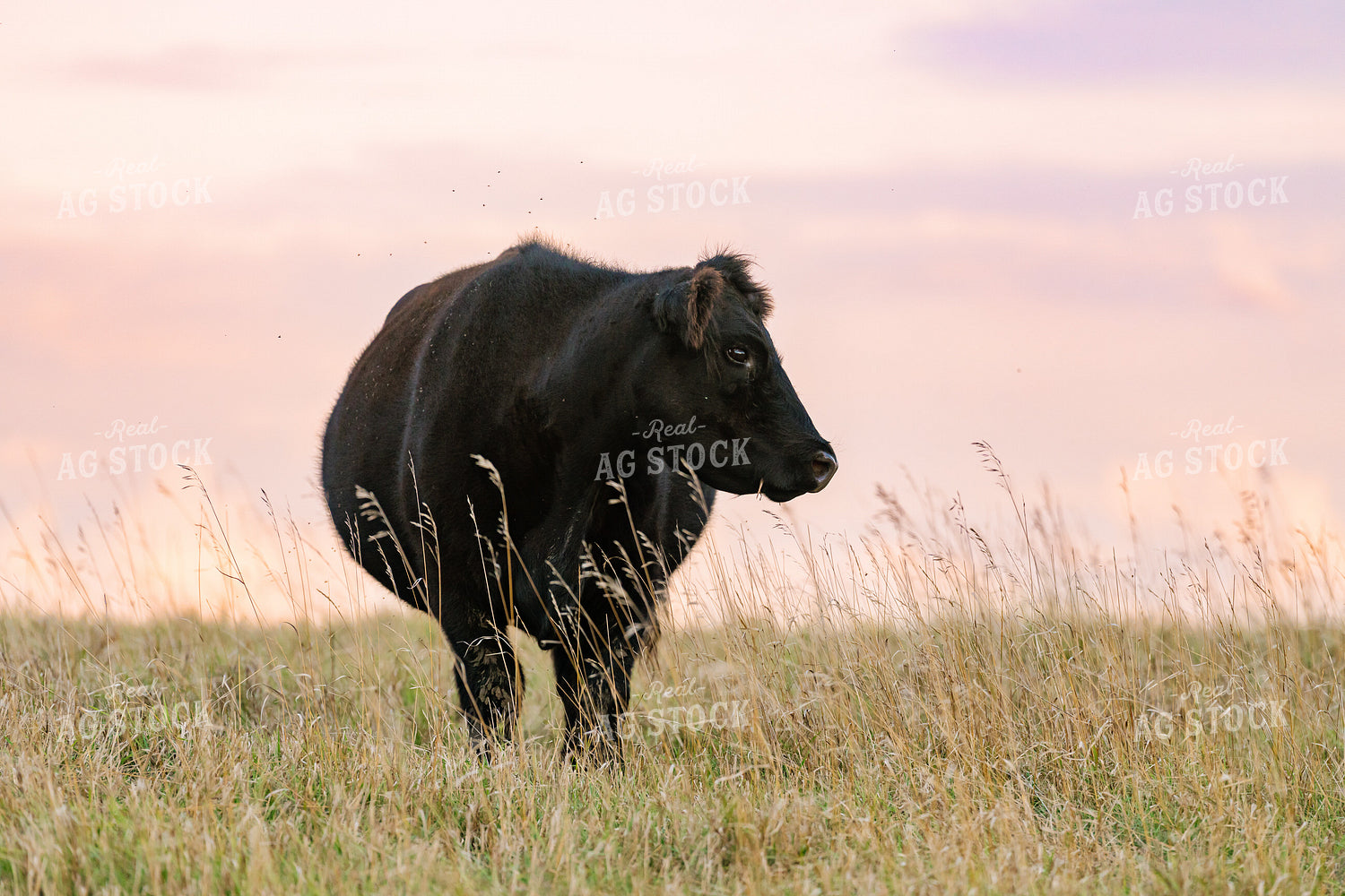 Angus Cattle 68333