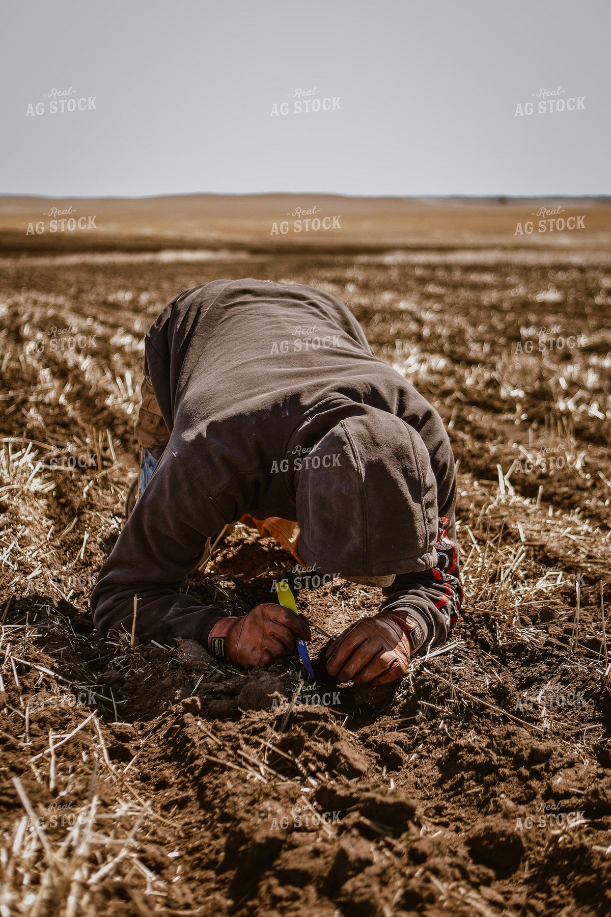 Farmer Checking Seed Depth 187372