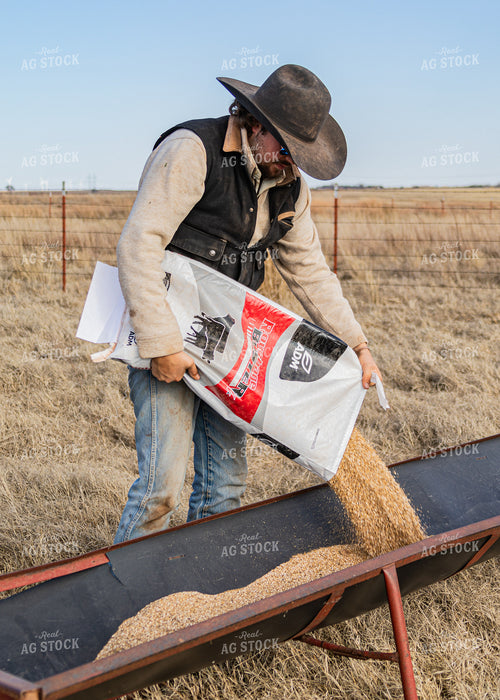 Rancher Feeding Cattle 231043