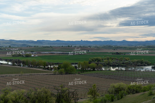 Hops Field 65687
