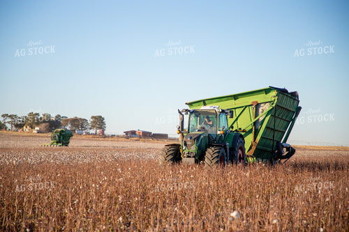 Cotton Harvest 208104
