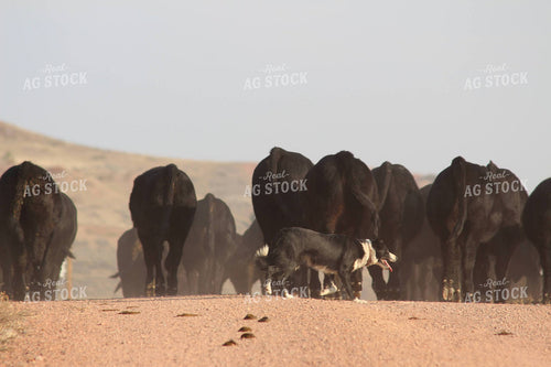 Angus Cattle with Ranch Dog 63017
