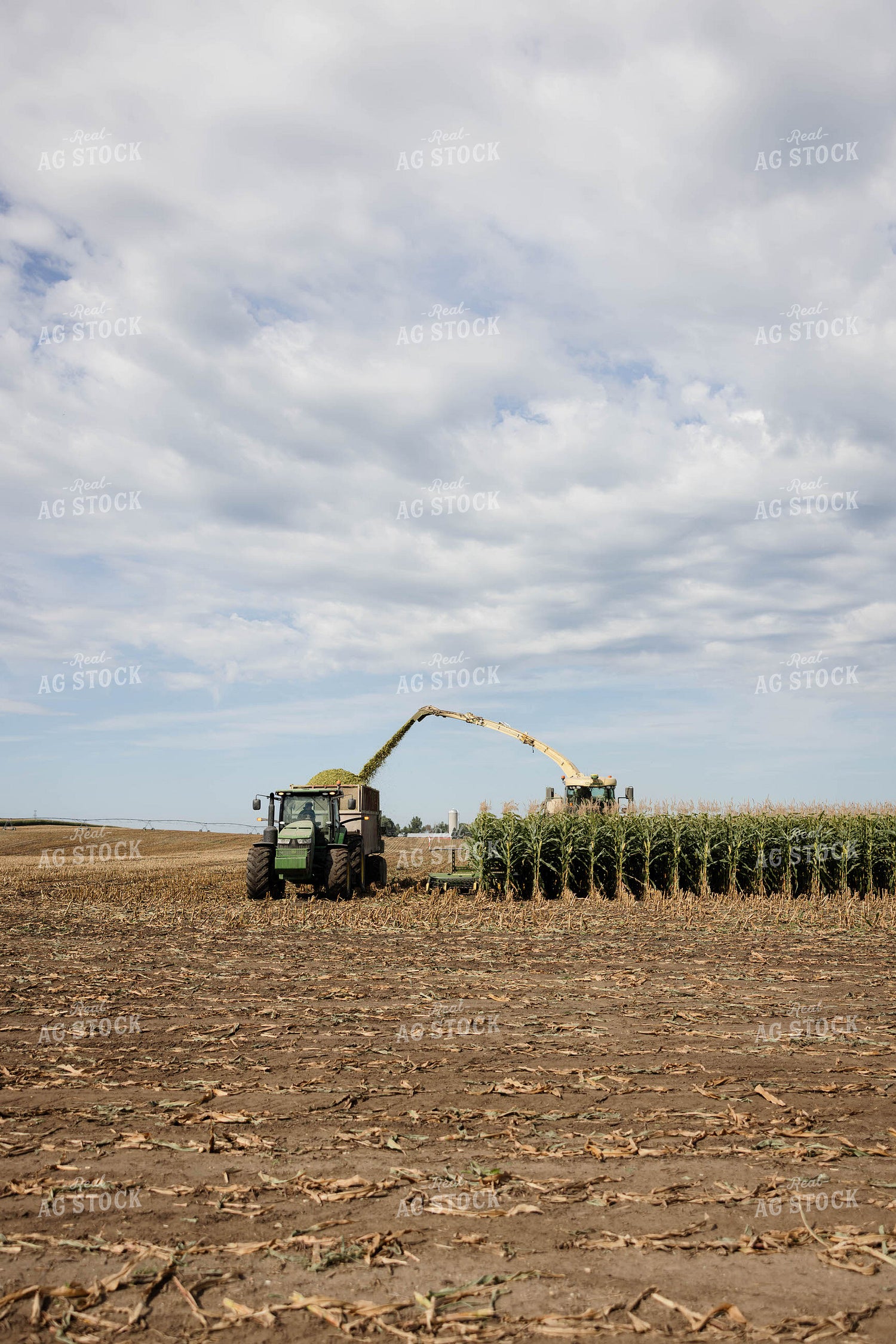 Chopping Corn Silage 296003