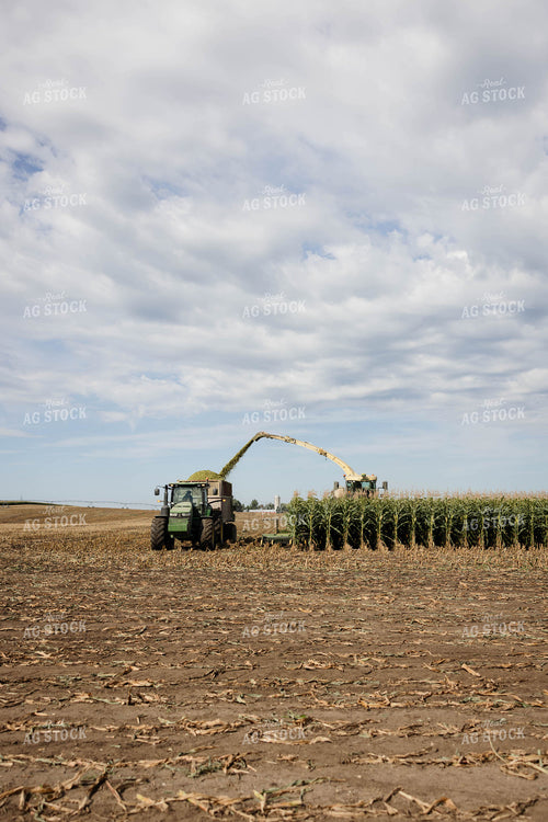 Chopping Corn Silage 296003