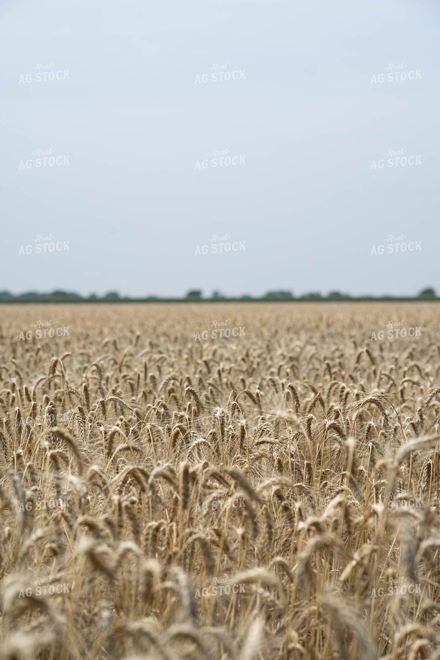 Wheat Field 91049
