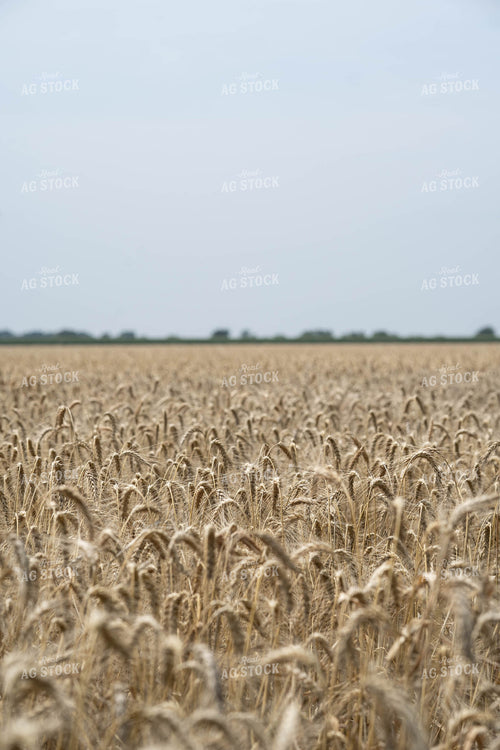 Wheat Field 91049