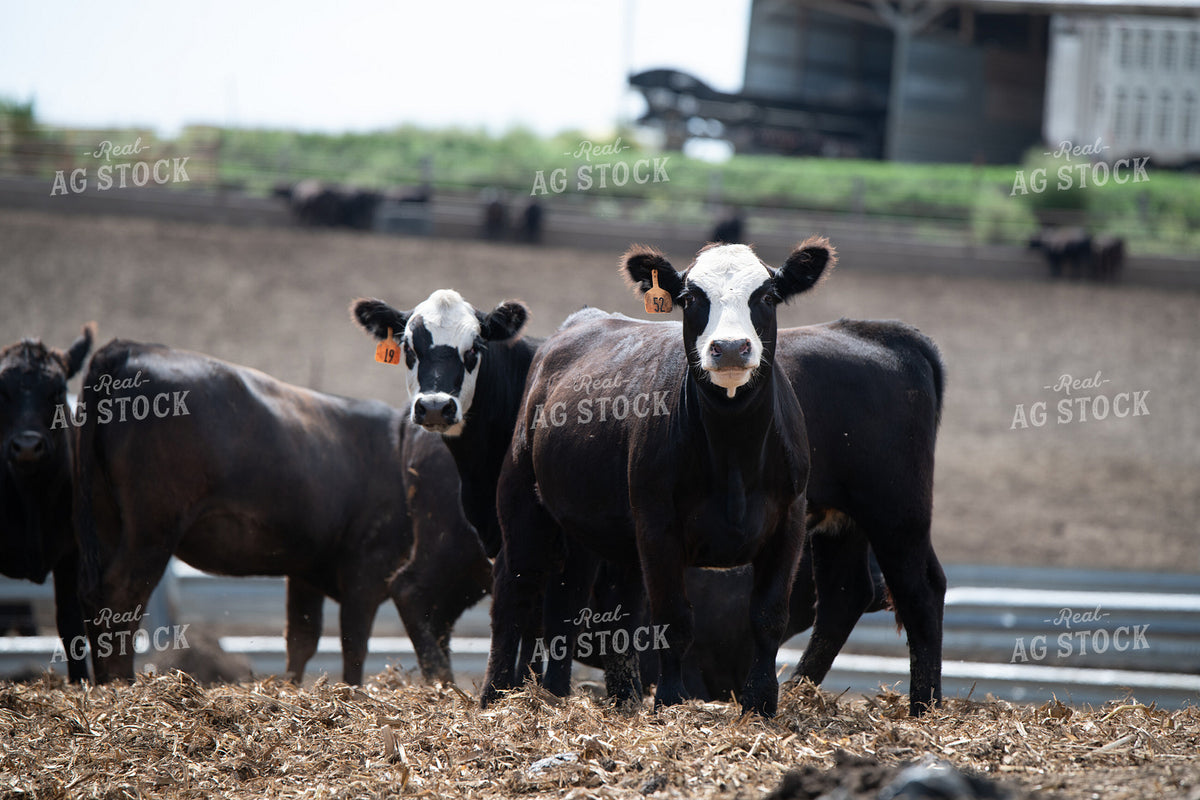 Feedlot Cattle 193125