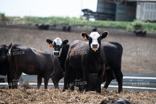 Feedlot Cattle 193125