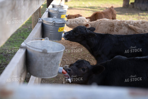 Young Calves Feeding from Buckets on a Rural Ranch Setting 65309