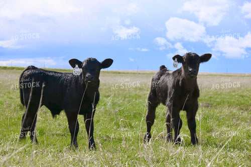 Black Angus Calves 299258