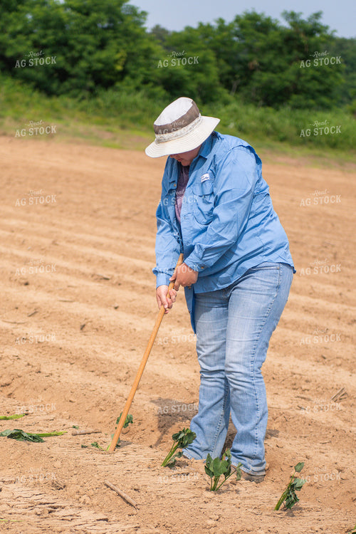 Farmer Conducting Sweet Potato Variety Trial 158015
