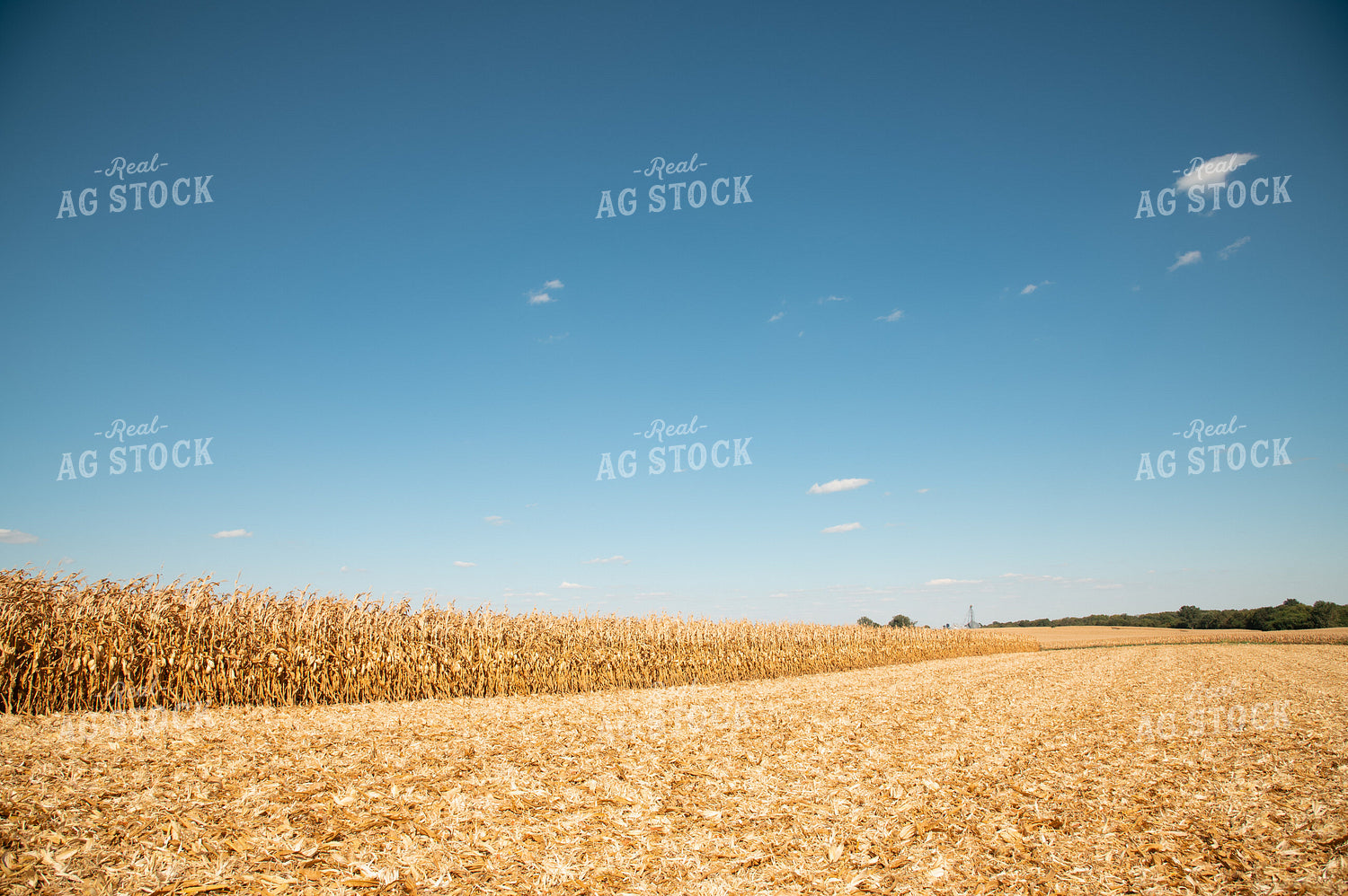 Corn Field 25954