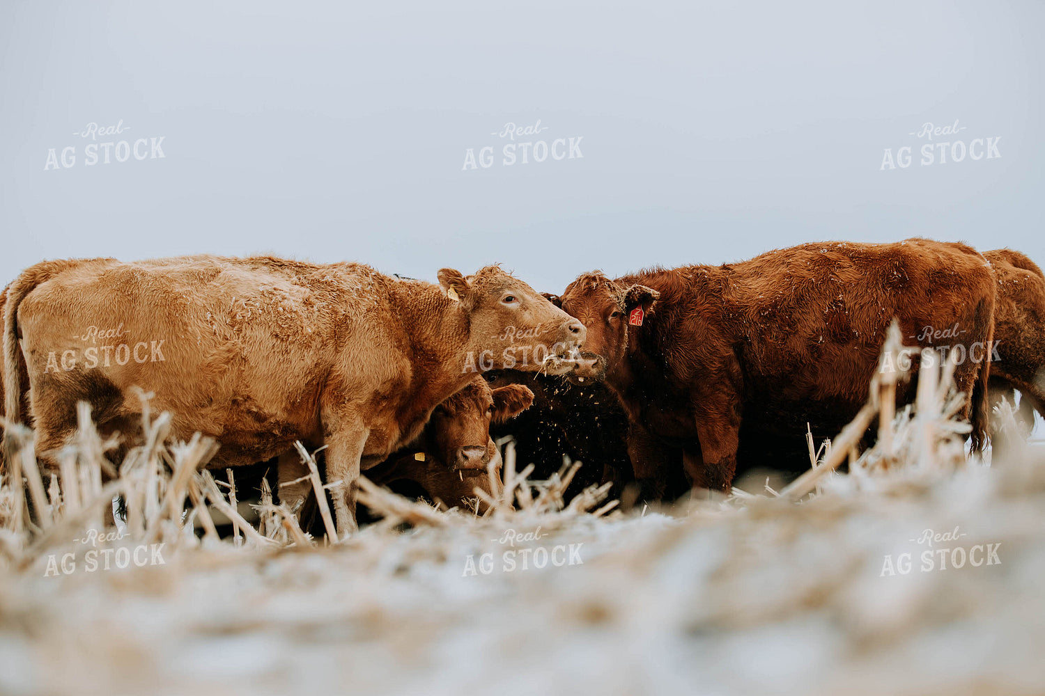 Cattle in Pasture 77185