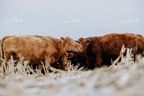 Cattle in Pasture 77185