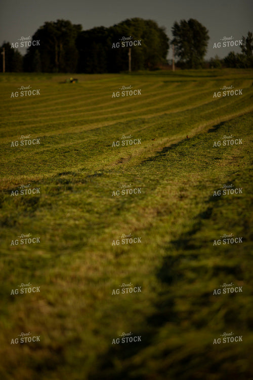 Cutting Hay 4929