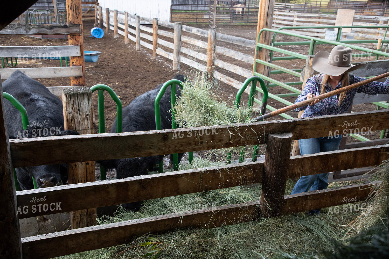 Female Rancher Feeding Cattle 117084