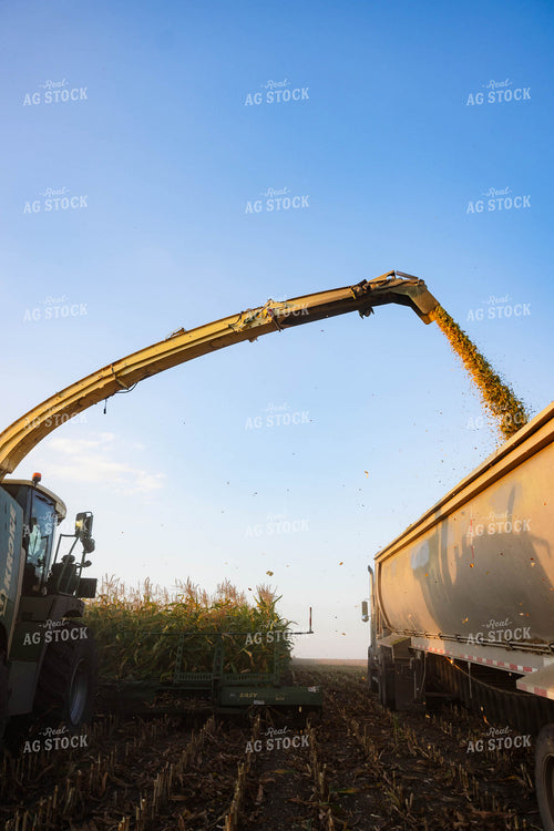 Chopping Corn Silage 152553