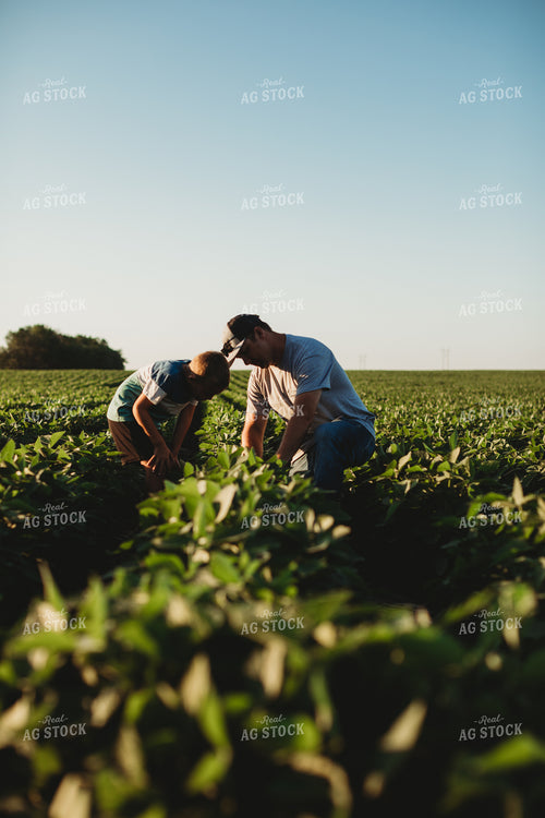 Farmer and Farm Kid Scouting Soybean Field 6269