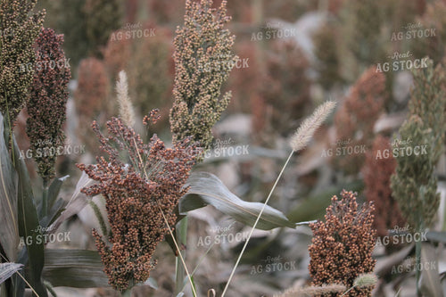 Field of Sorghum 102005