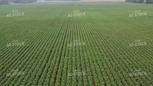 Aerial of Cotton Field in Bloom 79337