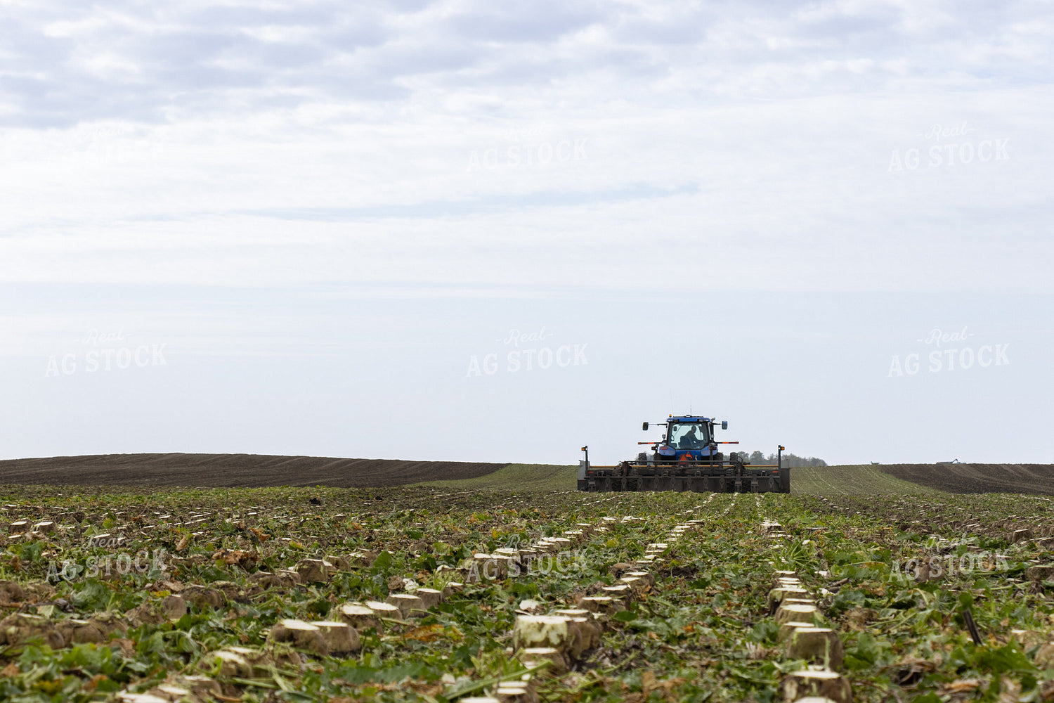 Sugar Beet Harvest 255035
