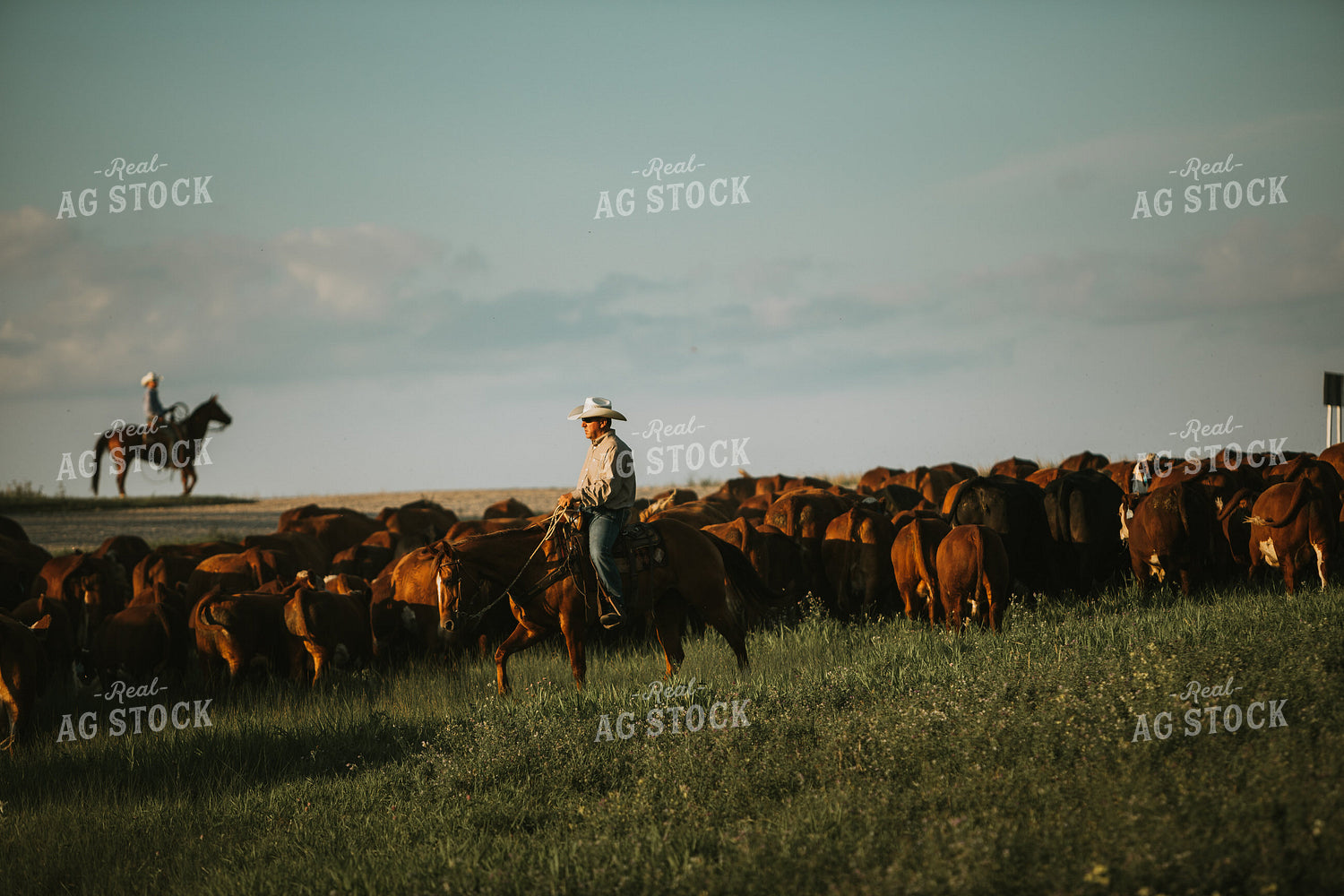 Rancher and Cattle in Pasture 6400