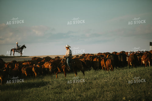 Rancher and Cattle in Pasture 6400