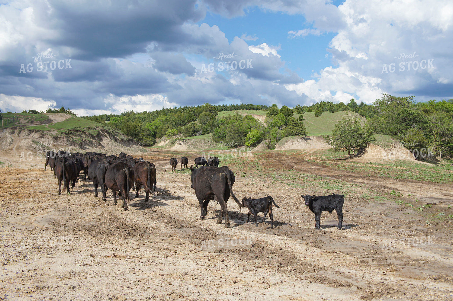 Cattle on Pasture 156039