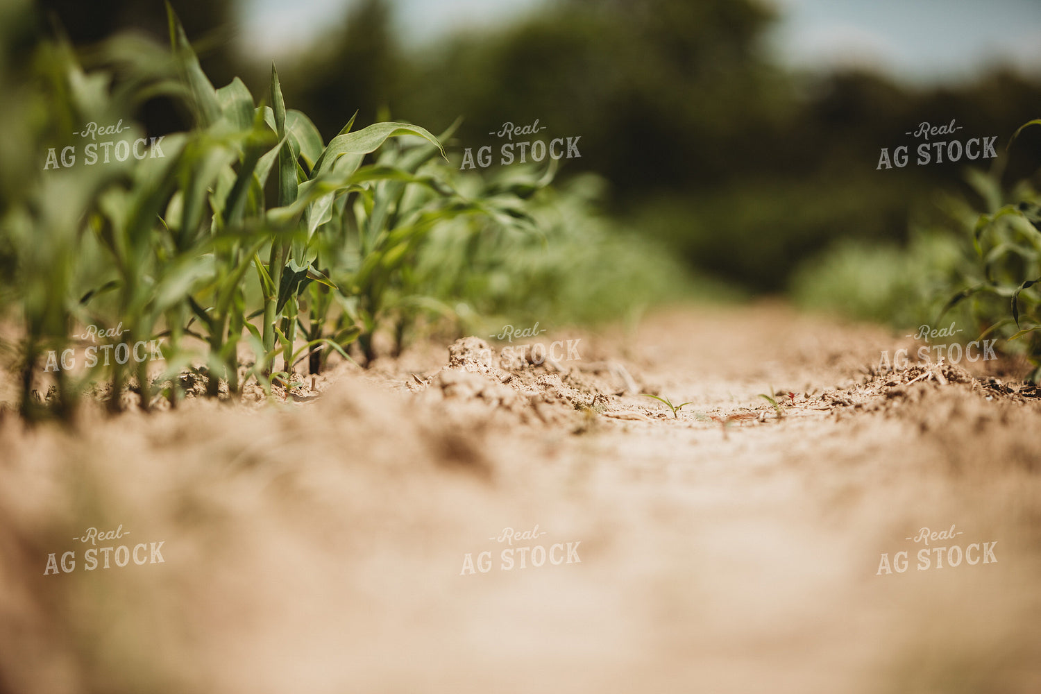V3 Corn in Light Soil 5779