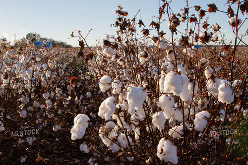 Field of Cotton 79008
