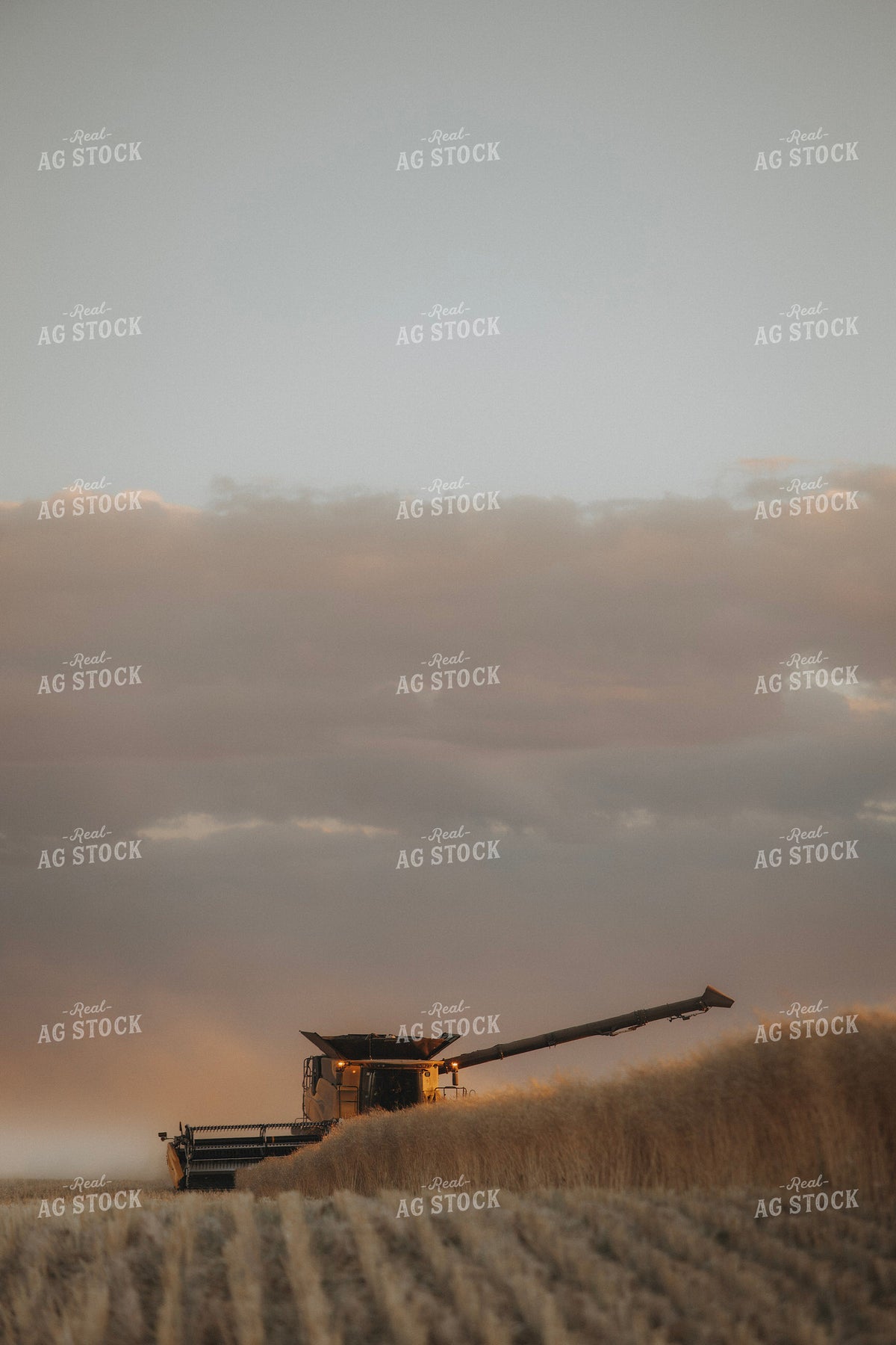 Canola Harvest 187436