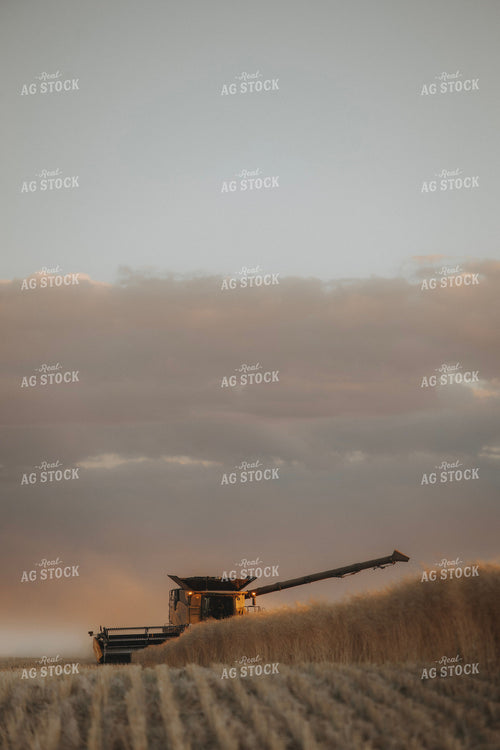 Canola Harvest 187436