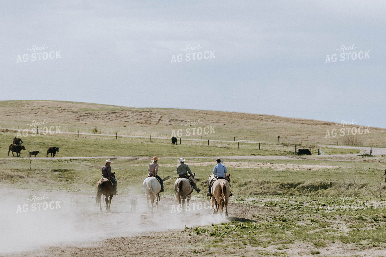 Ranchers in Cattle Pasture 77083
