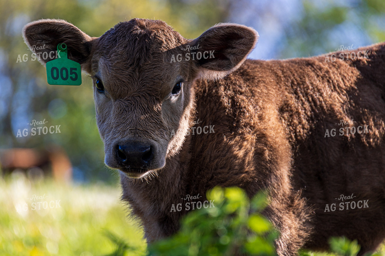Calf 194024