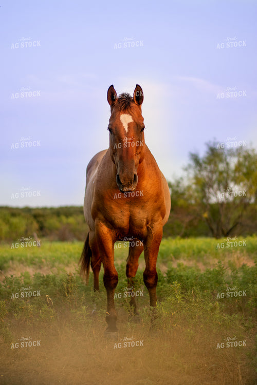 Horse in Pasture 62001
