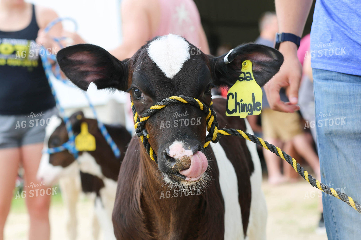 Showing Cattle 161046
