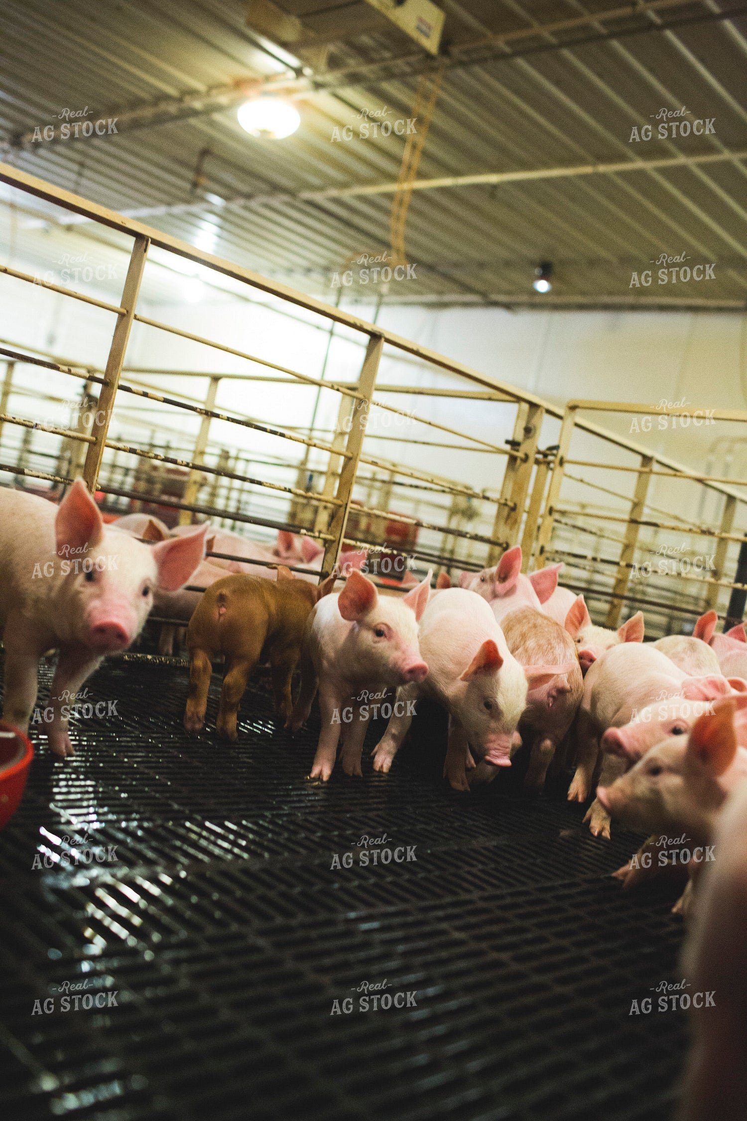 Piglets in Modern Barn 3879
