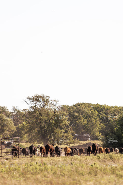 Cattle Moving Pastures 224005