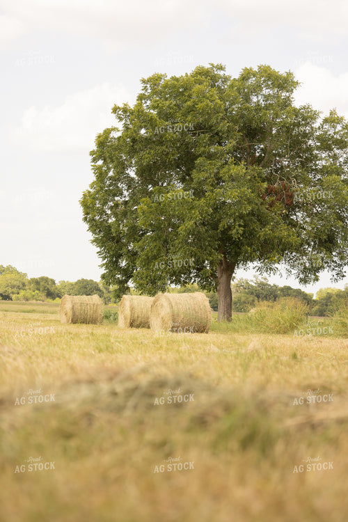 Hay Bale 143019