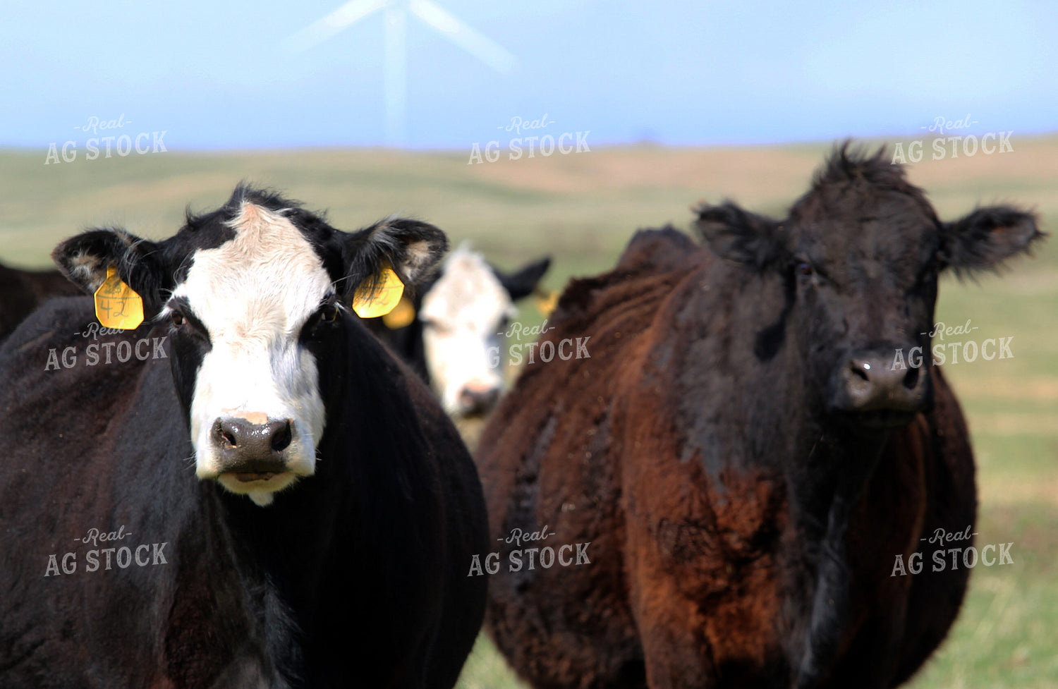 Cattle on Pasture 141534