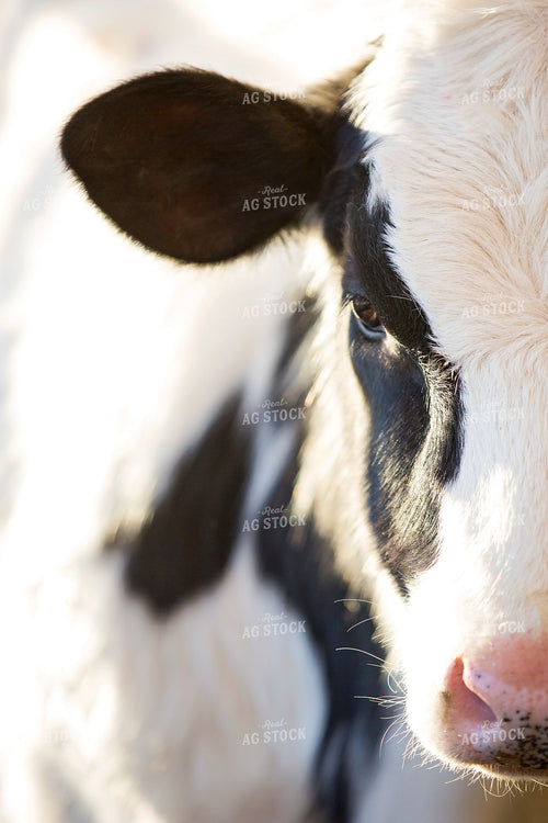 Holstein Cow Face 55132