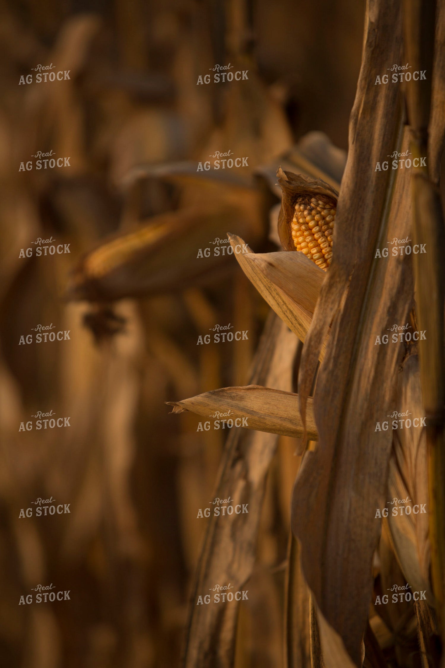 Corn - Dry 1328