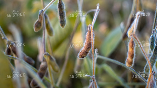 Soybean Field 50379