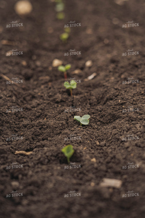 Early Growth Cotton 91071