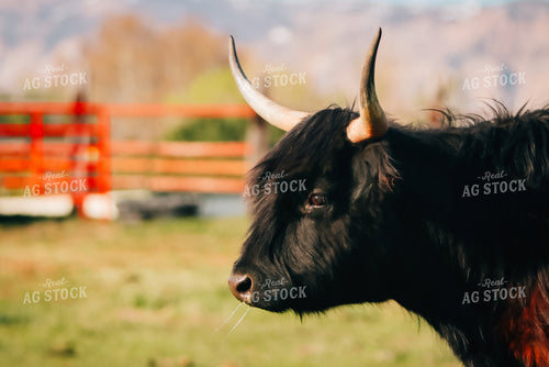 Highland Cattle 83057