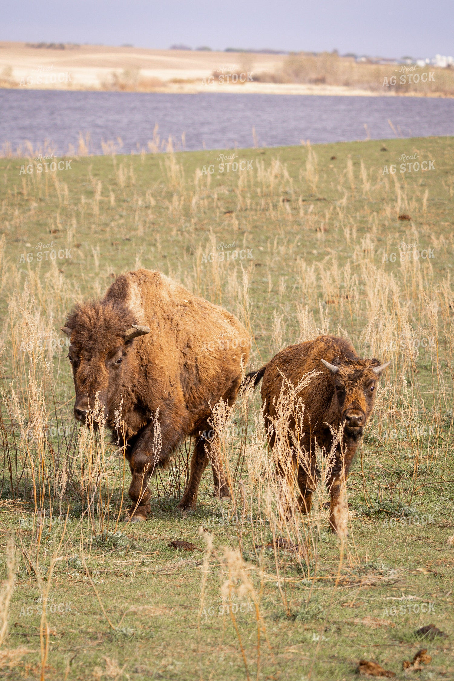 Bison 187157