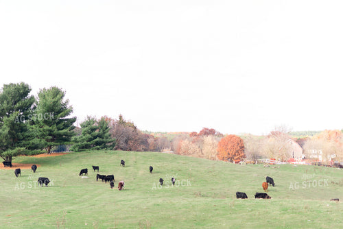 Various Cattle Types in Pasture 74017