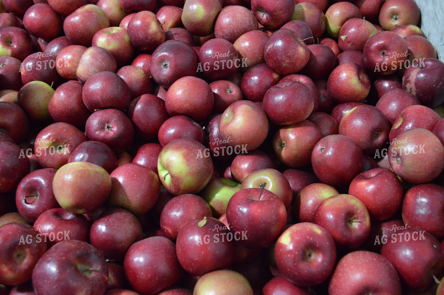 Apples 213001