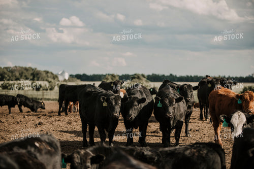 Feedyard 3039