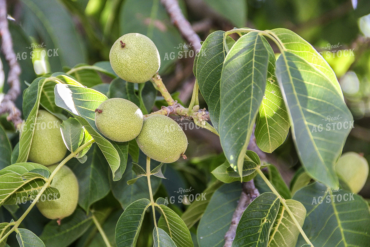 Walnut Tree Branch 105077